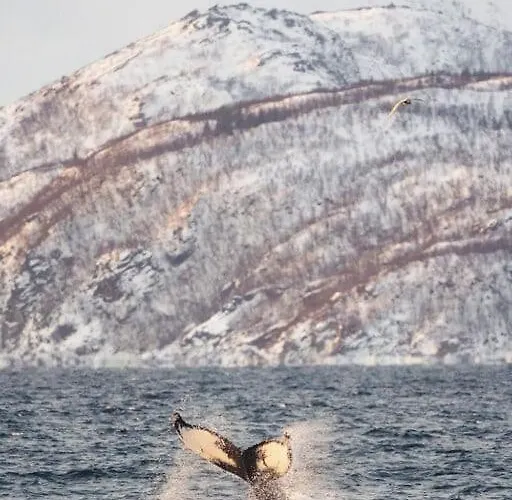 Apartamento And Spacious 4-bedroom In Tromsø